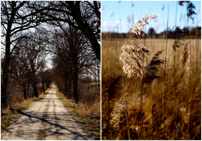 allergi promenad