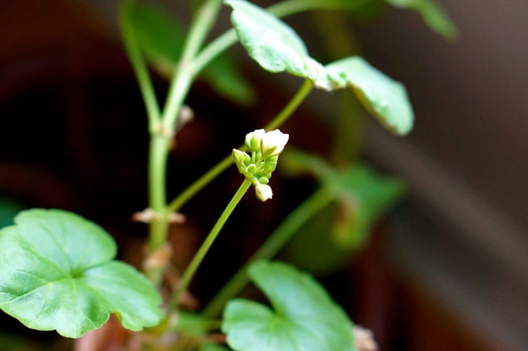 plantera pelargoner