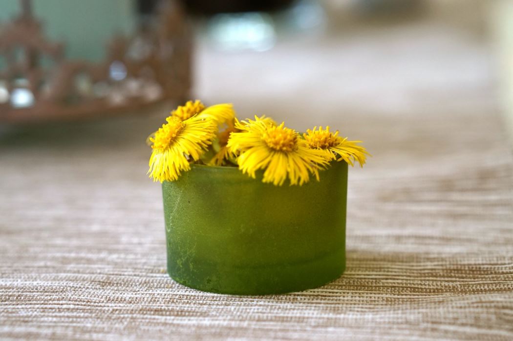 tradgardspremiar tussilago