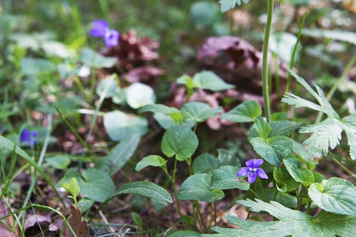 barnens-skog-blomma