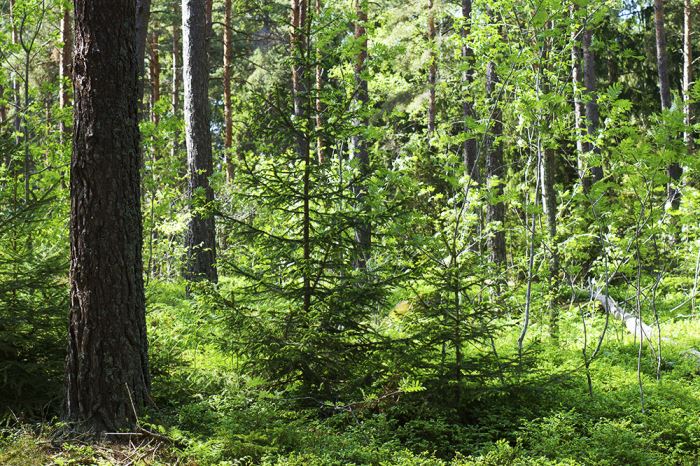 barnens-skog-granar