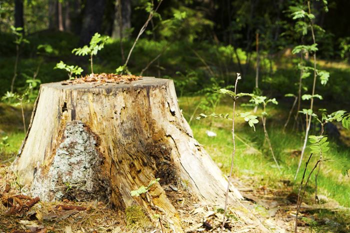 barnens-skog-stubbe