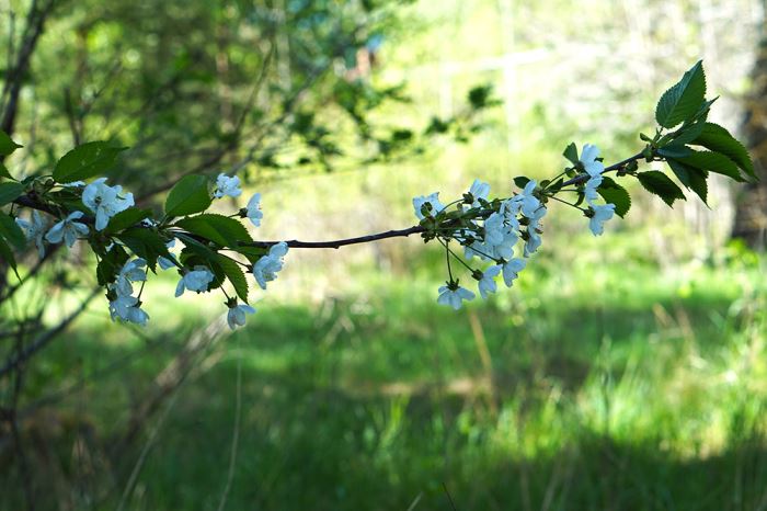 borta-bra-men-hemma-bast