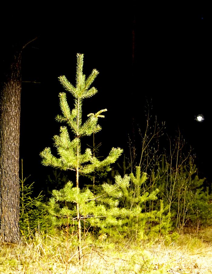 promenad-natt