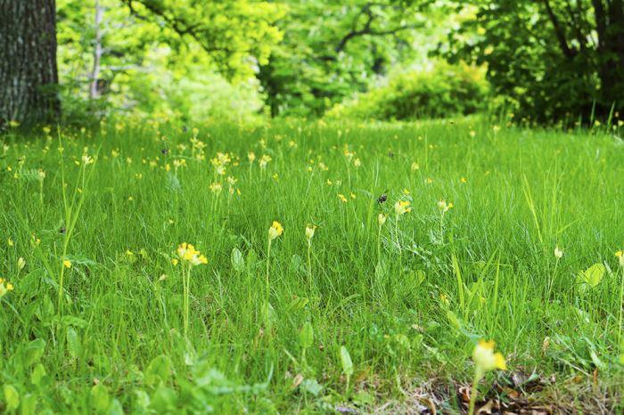 skokloster-gullvivor