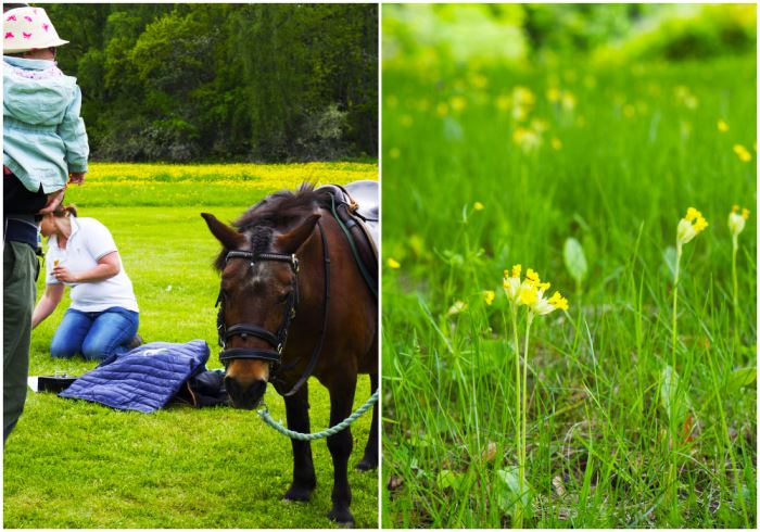 skokloster-gullvivor-hast