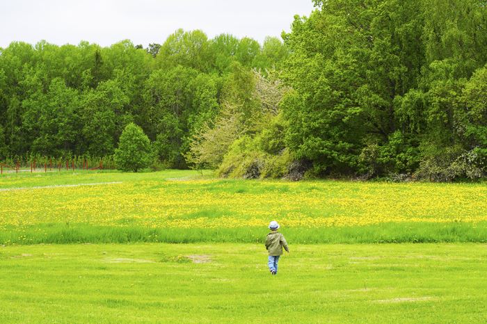 skokloster-maskrosor-1