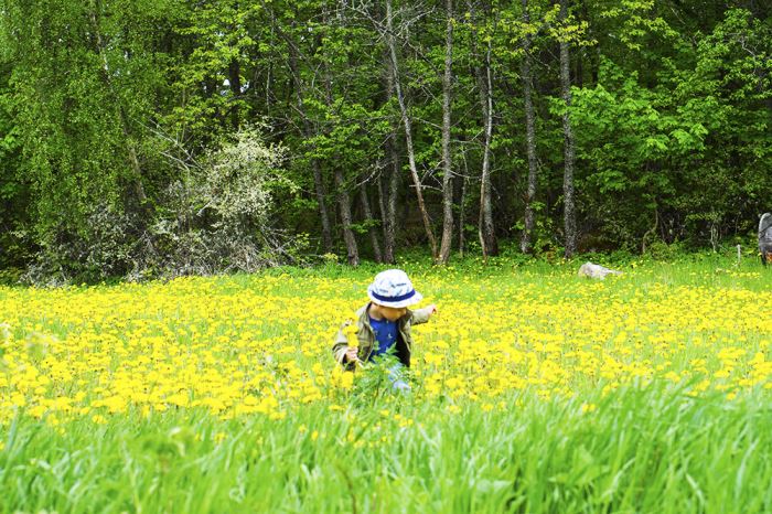 skokloster-maskrosor