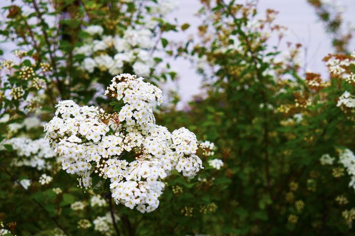 veckans-plan-spirea