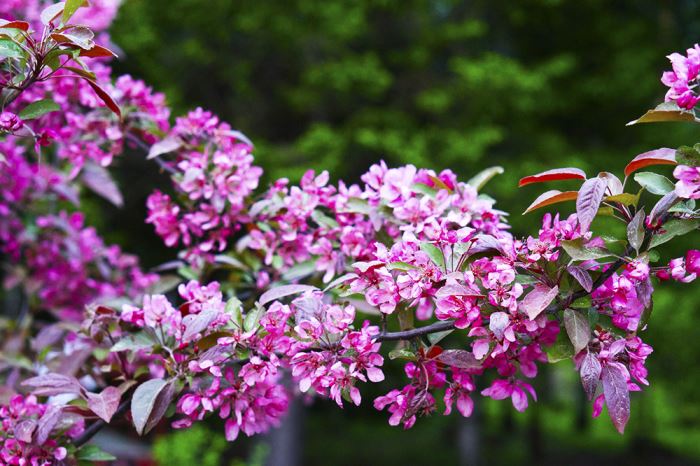 veckans-plan-tradgard-2