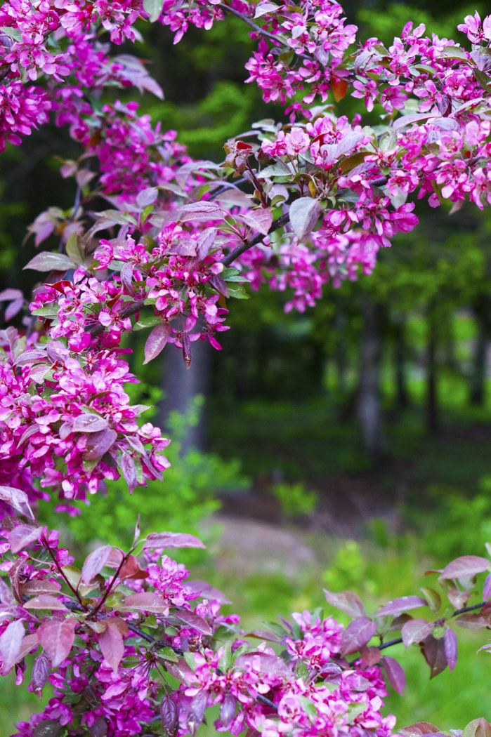 veckans-plan-tradgard