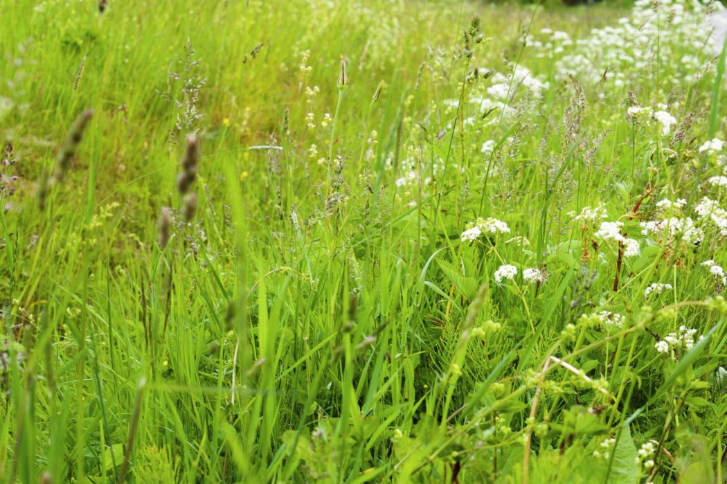 sommarblommor
