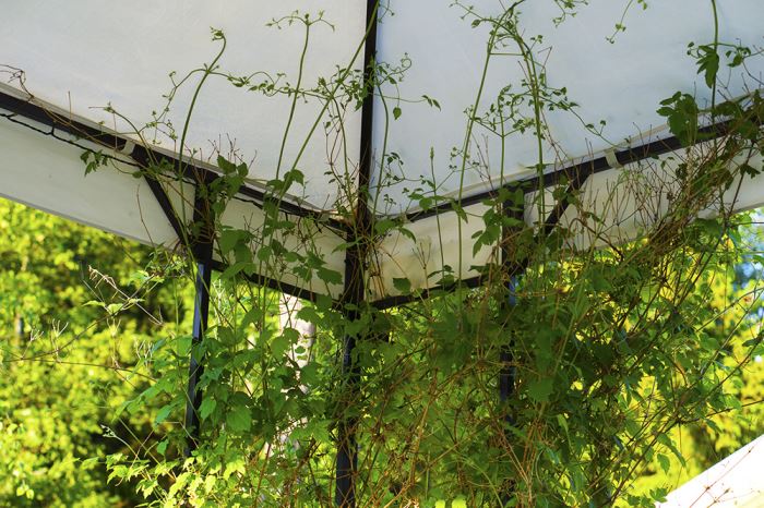 basta-medicinen-paviljongtak