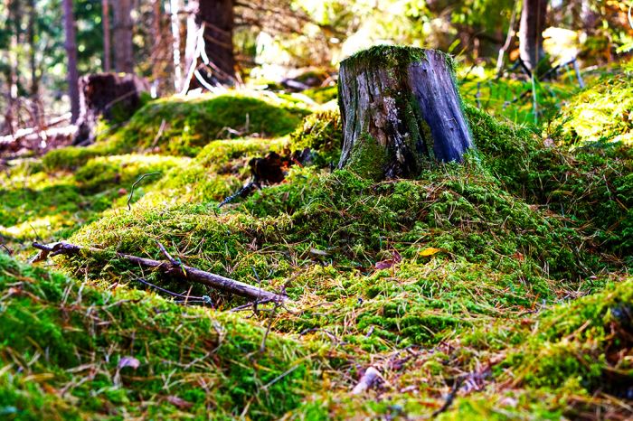 hitta-balansen-skog