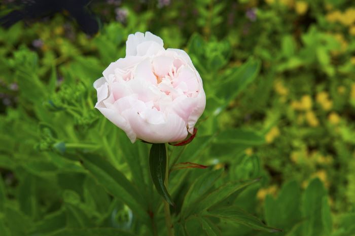 midsommarafton-2016-pion