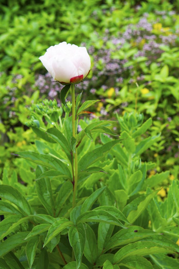 midsommarafton-2016-pion-2