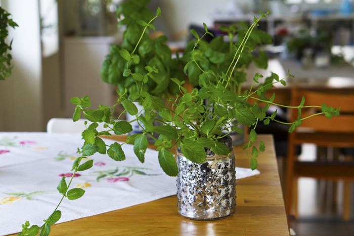 odla-basilika-och-mynta