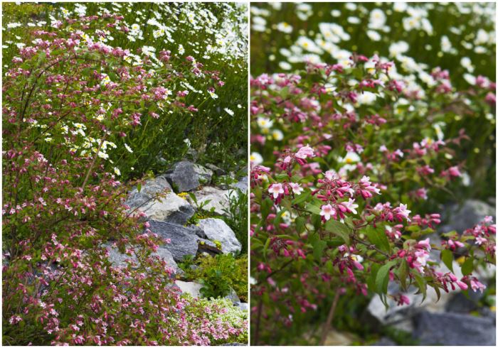 sommarblommor