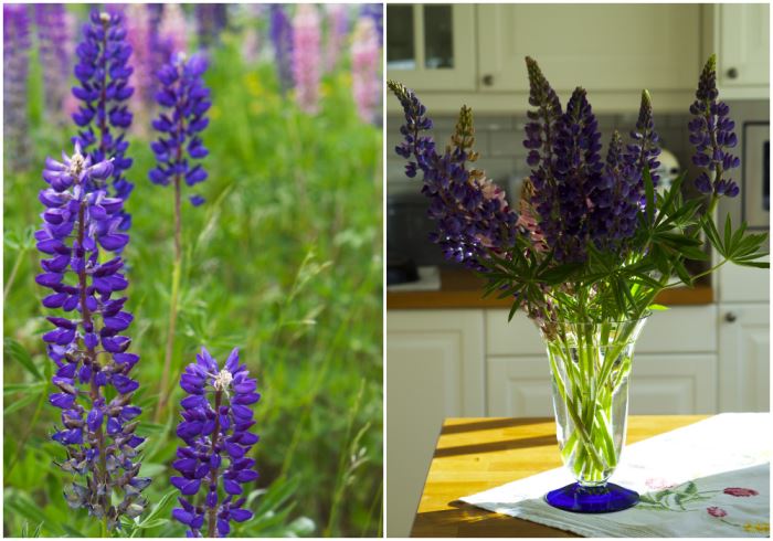 sommarblommor-lupiner