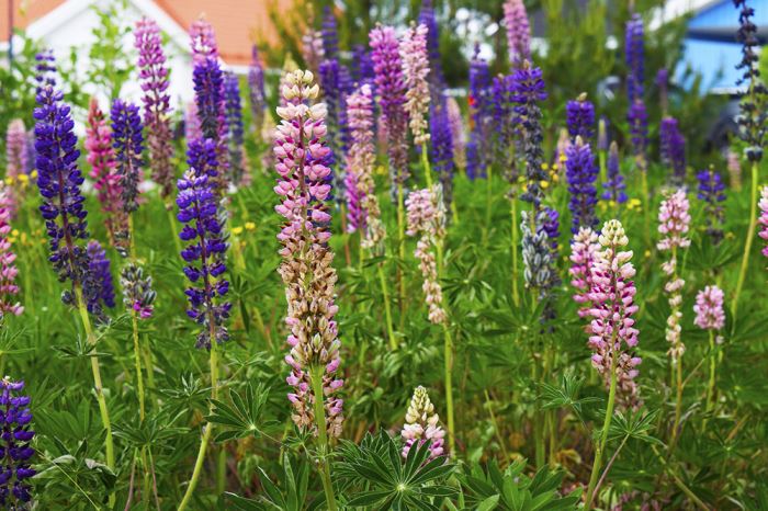 sommarblommor-lupinhav