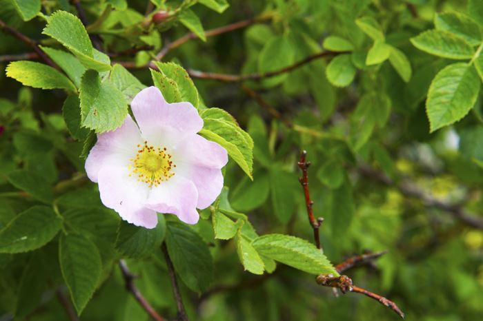 sommarblommor-nyponros