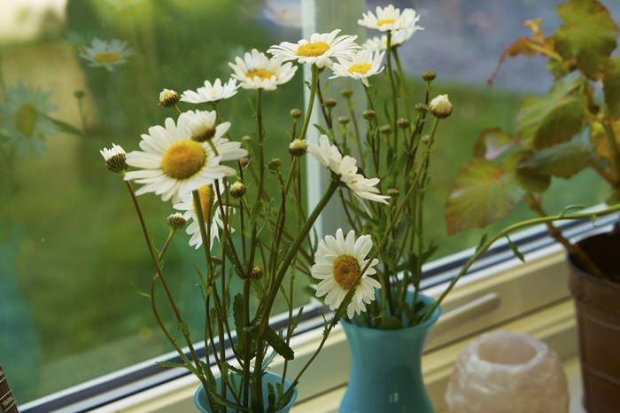 sommarblommor-prastkragar