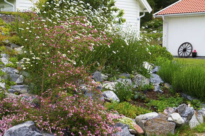 sommarblommor-tradgarden