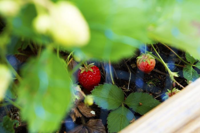 tradgarden-forsta-jordgubben