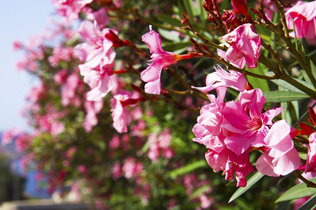 malta-utflykt-blommor