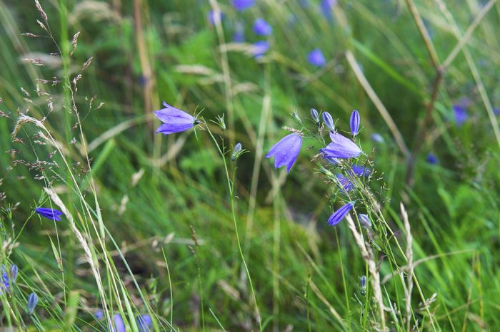 varberg-om-sommaren-blommor