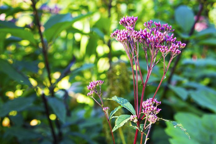 djurgarden-morgon-10