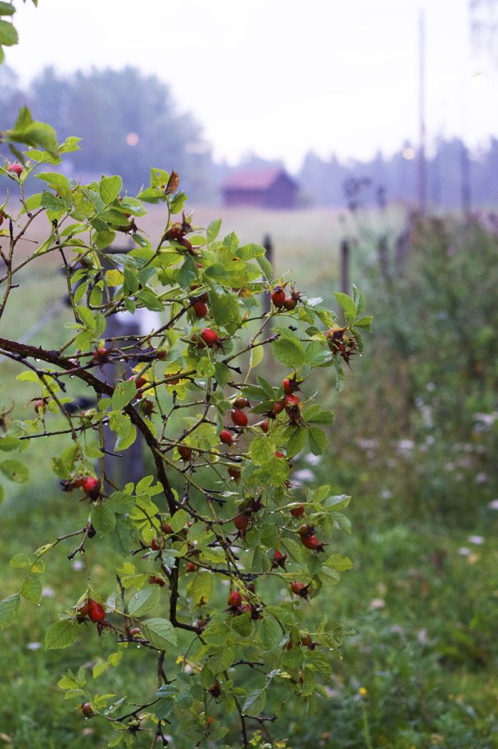 morgonmagi-promenad-4