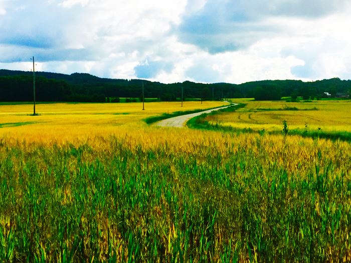 stromma-farmlodge-sommarcafe-butik-2