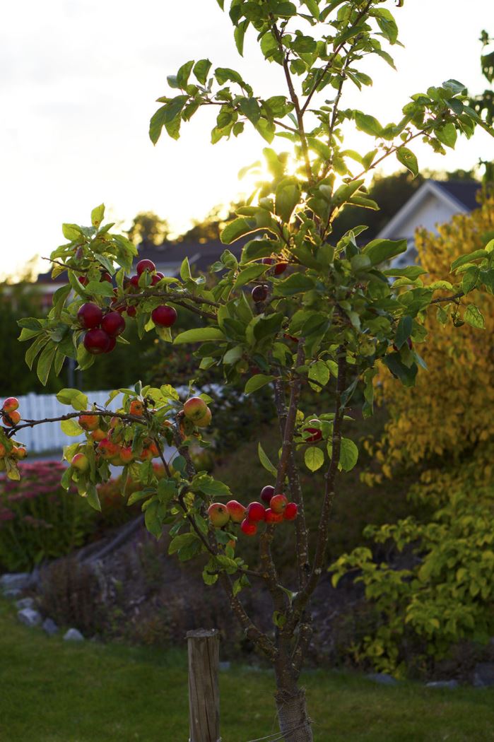 ljuvliga-sommarkvallar-2