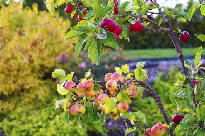 ljuvliga-sommarkvallar-3