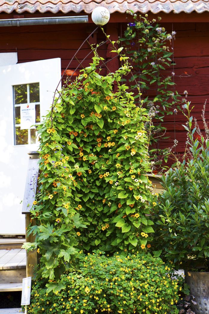 lordagsnoje-nibble-gard-3