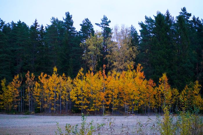 host-morgonpromenad-2