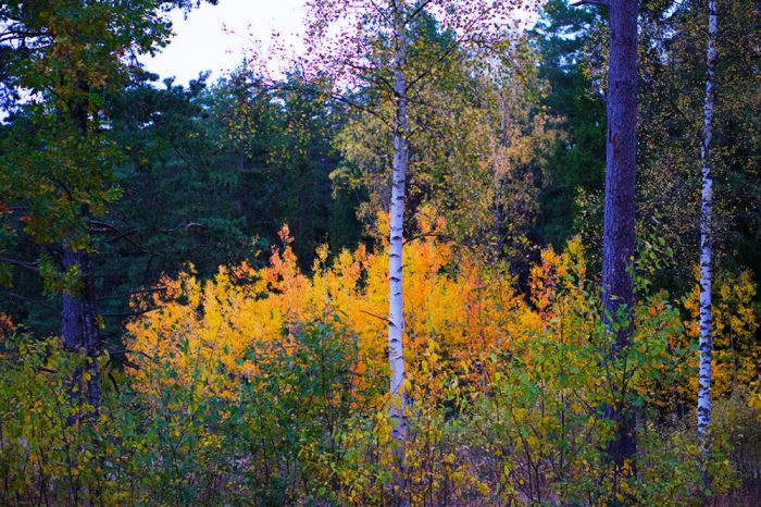 host-morgonpromenad-4
