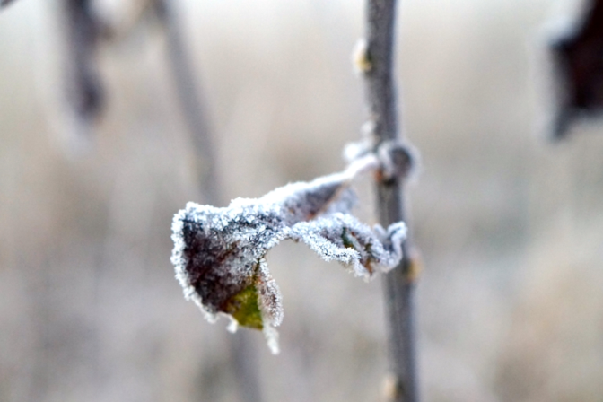 frost
