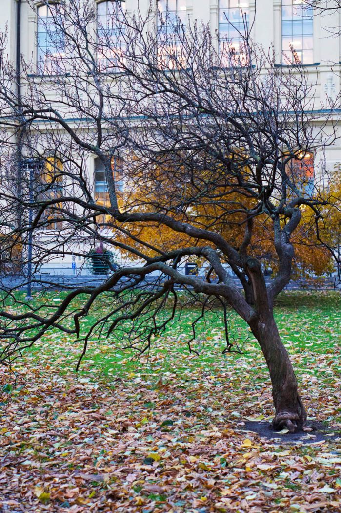 veckans-basta-humlegarden-4