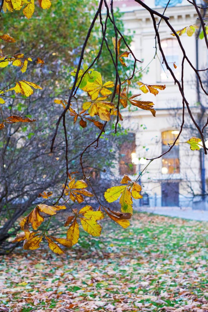 veckans-basta-humlegarden-5