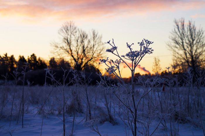 Magisk vintermorgon Trettondagsafton