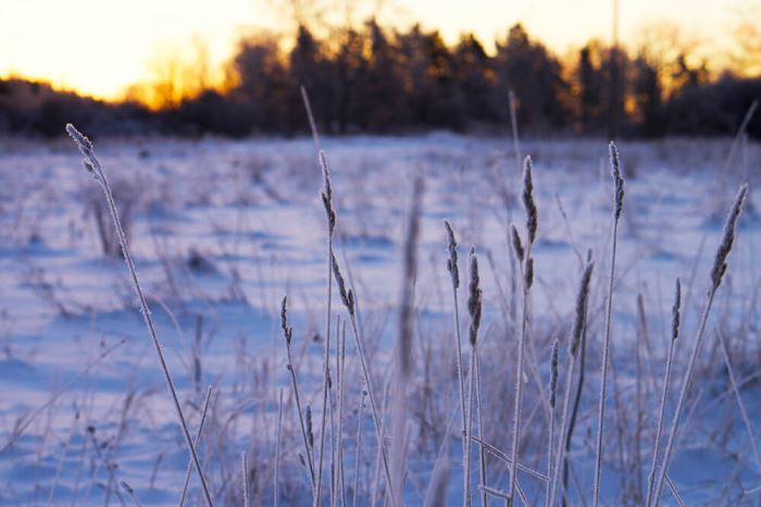 Magisk vintermorgon Trettondagsafton