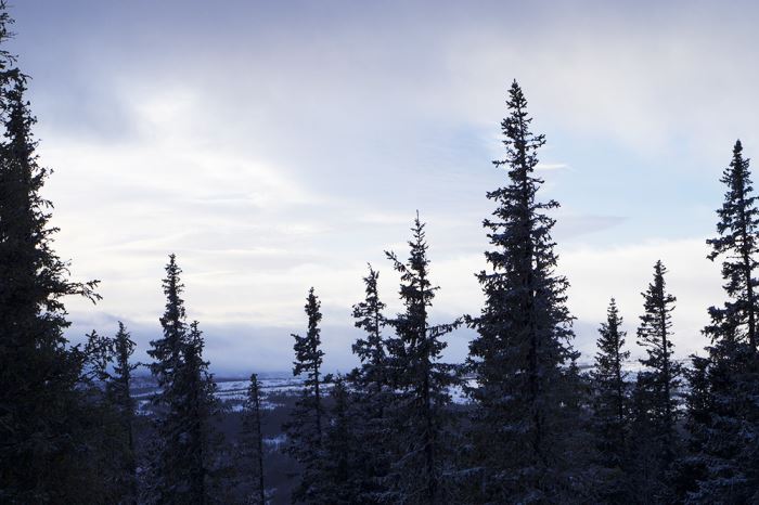 Skidåkning i Åre Björnen
