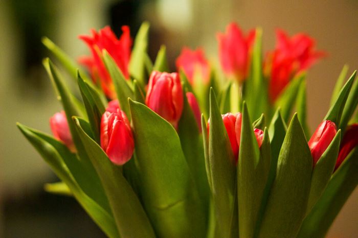 Tulpaner på Alla Hjärtans Dag