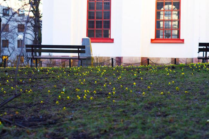 Första vårblommorna