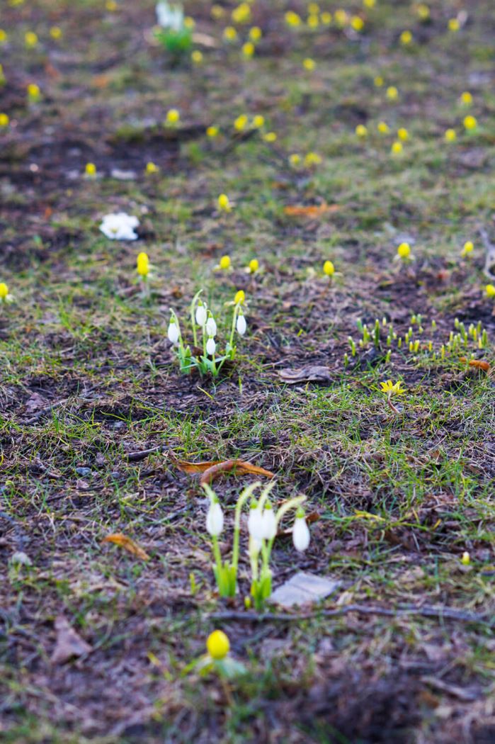 Första vårblommorna
