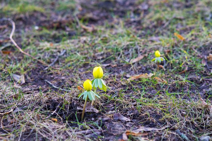 Första vårblommorna
