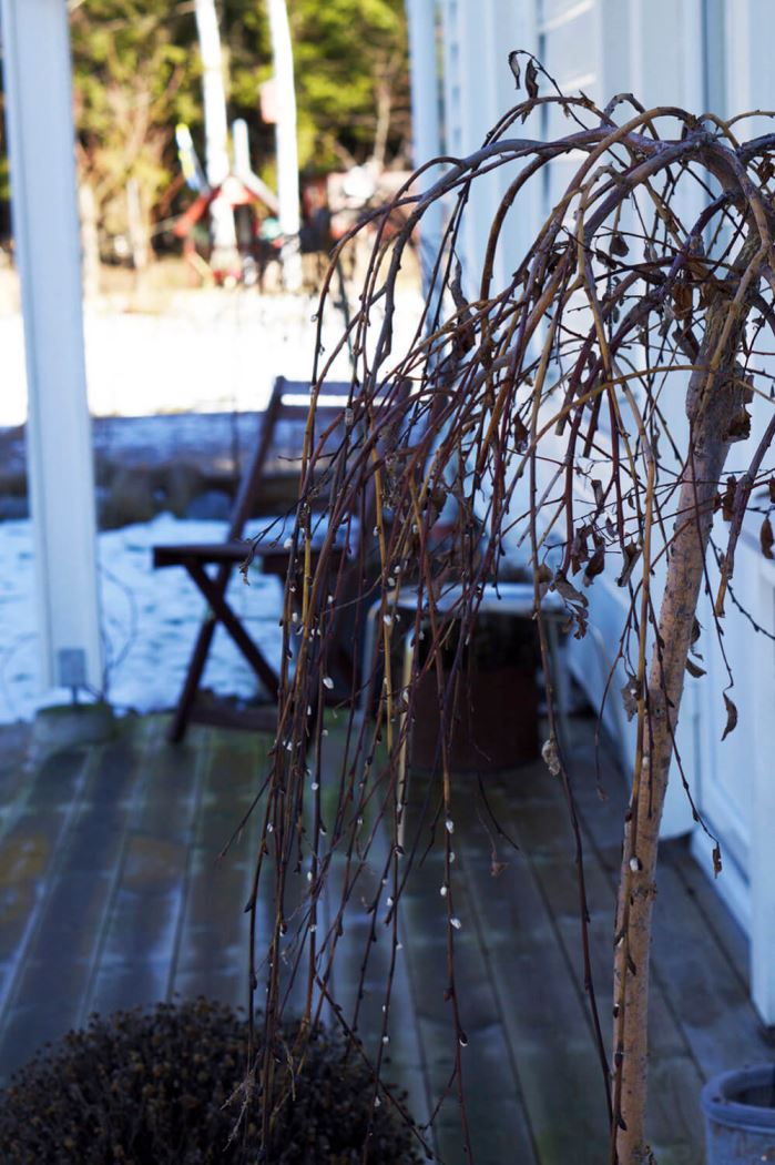 Vårkänslor med knoppar i busken