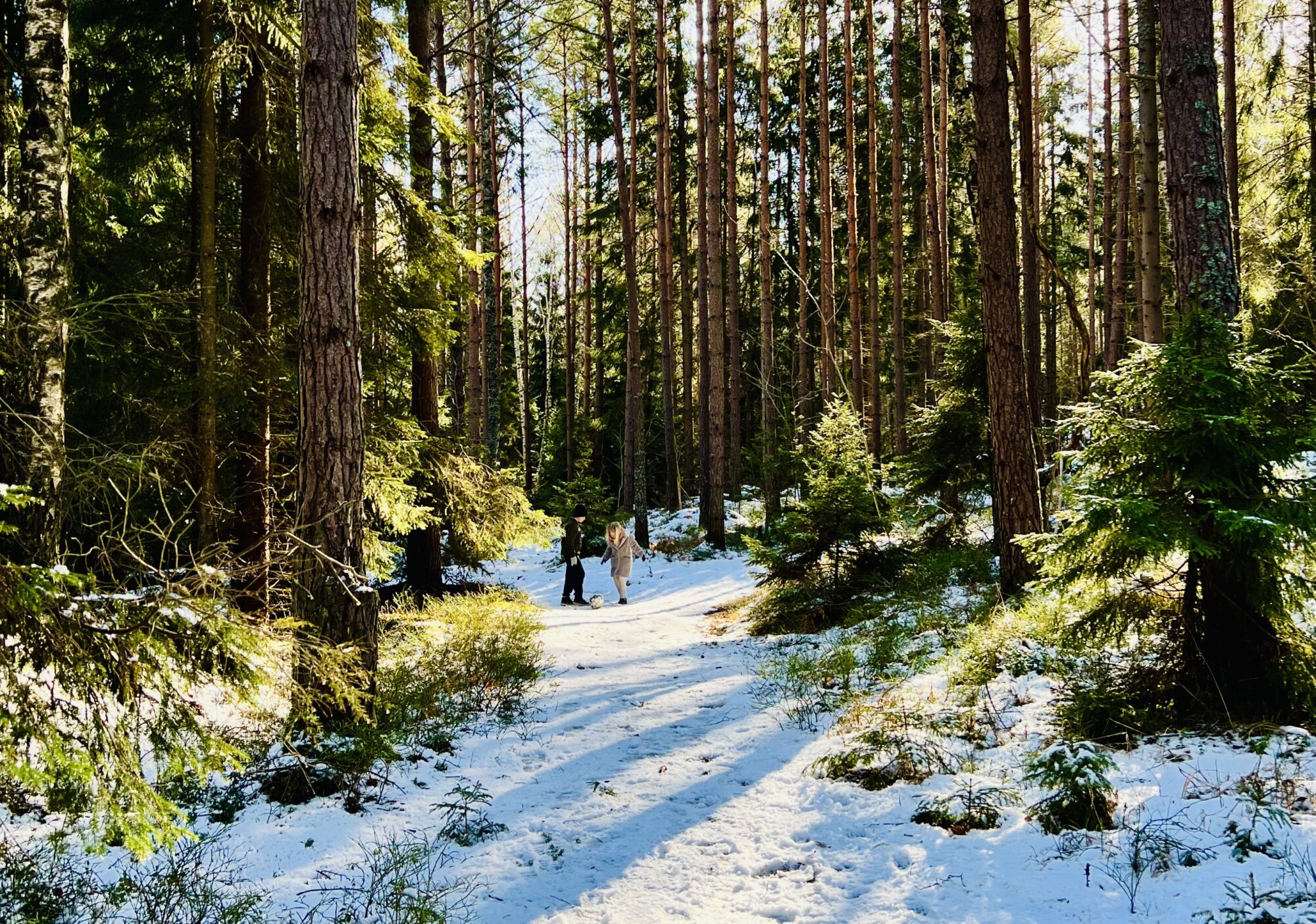Lindra oro och ångest - skogen